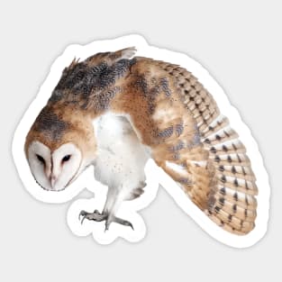 Defensive Young Barn Owl Sticker